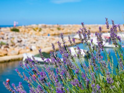 Holiday apartment "Le Soleil", 75m²,garden, access to pool & 2Ha park - Environment photo 27