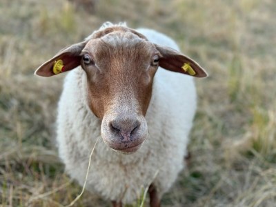 Holiday apartment Appartement  Cappel Whg. 18 - Environment photo 16