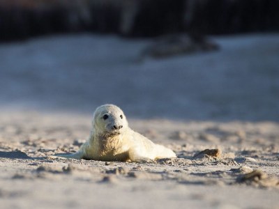 Holiday apartment Ferienwohnung BLAUORT im Zuhause am Meer - Environment photo 18