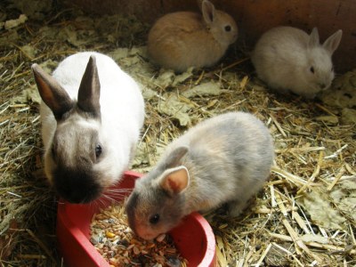 Holiday apartment Armin at the Primusbergerhof - Environment photo 25