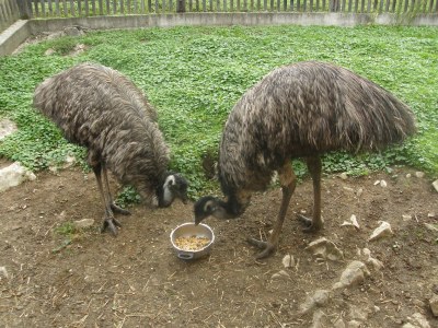 Holiday apartment Armin at the Primusbergerhof - Environment photo 30