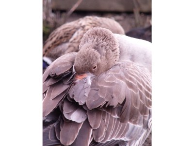 Holiday apartment Armin at the Primusbergerhof - Environment photo 31