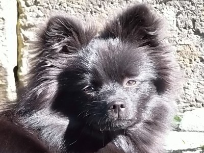 Holiday apartment Armin at the Primusbergerhof - Environment photo 32