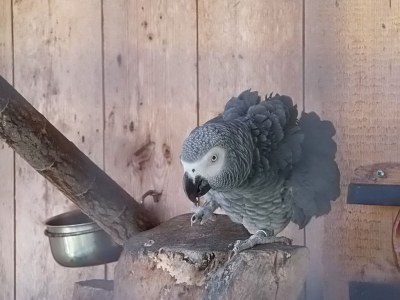 Holiday apartment Armin at the Primusbergerhof - Environment photo 33