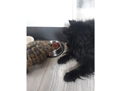 Holiday apartment Armin at the Primusbergerhof - Environment photo 34