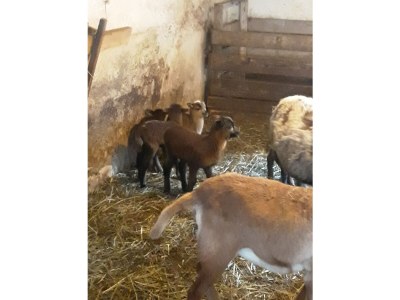 Holiday apartment Armin at the Primusbergerhof - Environment photo 36