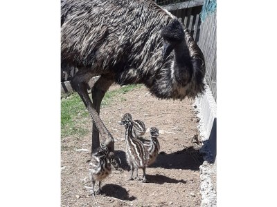 Holiday apartment Armin at the Primusbergerhof - Environment photo 37