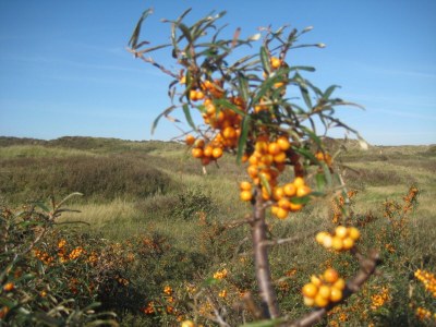 Holiday apartment BorkumSommer - Environment photo 34