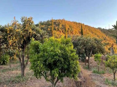 Holiday house Landhaus Silves mit privatem Pool in der Natur - Outdoor photo 12