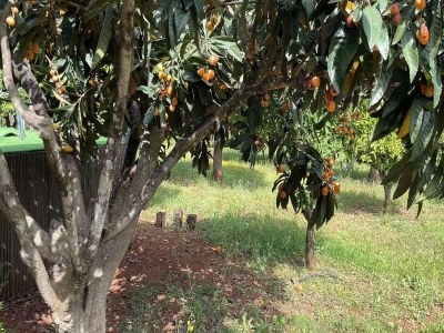 Holiday house Landhaus Silves mit privatem Pool in der Natur - Environment photo 39