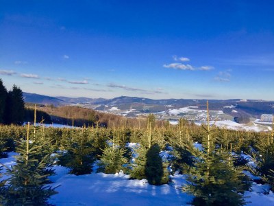 Holiday house Kleine Villa - Environment photo 28