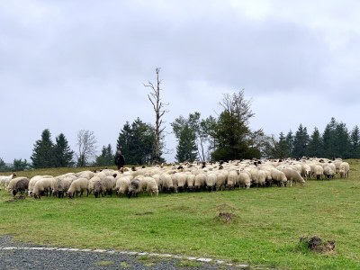 Holiday house Kleine Villa - Environment photo 31