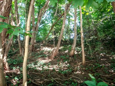 Holiday house Ferienhaus inmitten der Natur - Environment photo 28