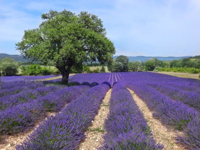 Holiday house provence living - Environment photo 39