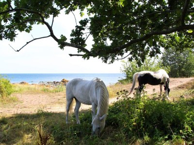 Holiday house 6 person holiday home in Svaneke - Outdoor photo 32