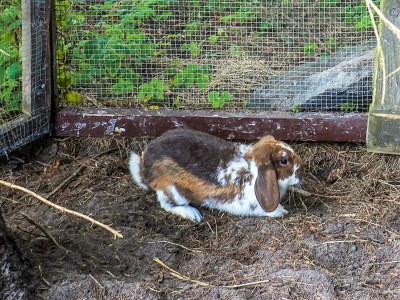 Holiday house 4 Sterne Ferienhaus in Asaa - Outdoor photo 10