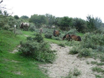 Holiday house Zeehond - Outdoor photo 22
