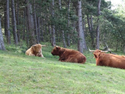 Holiday house Zeehond - Outdoor photo 23