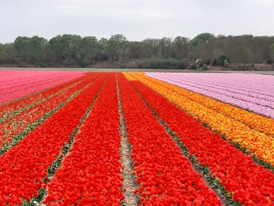 Apartment Strand appartement Zandvoort - Environment photo 20