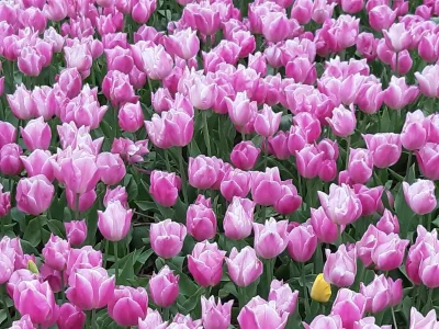 Apartment Strand appartement Zandvoort - Environment photo 21