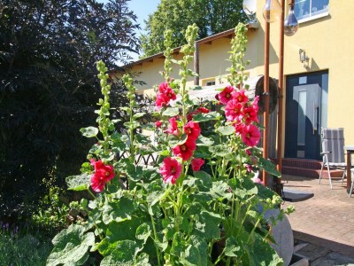 Apartment Einladende Ferienwohnung in Wiek mit Garten - Outdoor photo 8