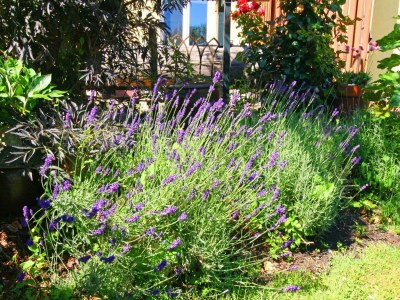 Apartment Einladende Ferienwohnung in Wiek mit Garten - Outdoor photo 12