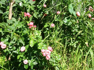 Apartment Einladende Ferienwohnung in Wiek mit Garten - Outdoor photo 14