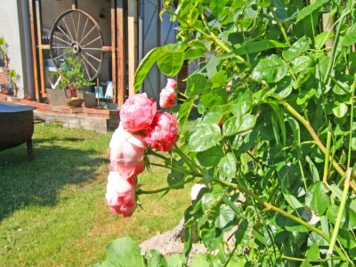 Apartment Einladende Ferienwohnung in Wiek mit Garten - Outdoor photo 19