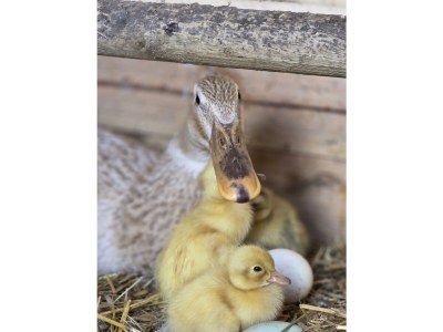 Apartment Appartement/Fewo, Toilette und Bad/Dusche getrennt - Outdoor photo 39