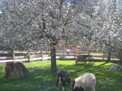 Apartment Appartement/Fewo, Toilette und Bad/Dusche getrennt - Outdoor photo 40