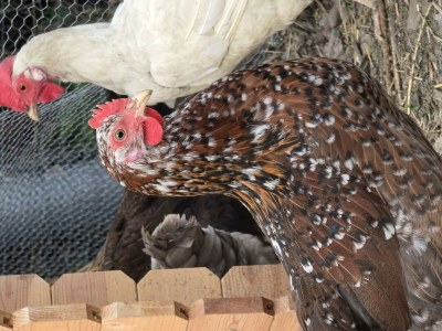 Apartment Appartement/Fewo, Toilette und Bad/Dusche getrennt - Outdoor photo 55