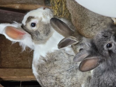 Apartment Appartement/Fewo, Toilette und Bad/Dusche getrennt - Outdoor photo 62