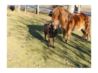 Apartment Appartement/Fewo, Toilette und Bad/Dusche getrennt - Features photo 117