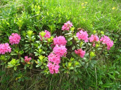Holiday room Komfortzimmer Aktiv mit Dusche/WC, und Balkon - Outdoor photo 79