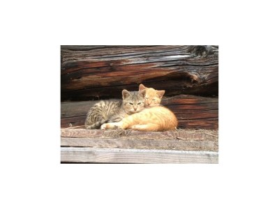 Apartment Sonnblick 2 Schlafräume/Dusche, WC - Outdoor photo 6