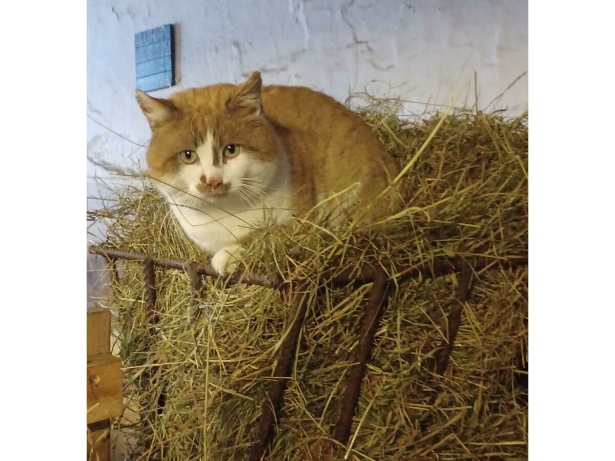 Apartment Appartement/Fewo, Dusche, WC, 2 Schlafräume