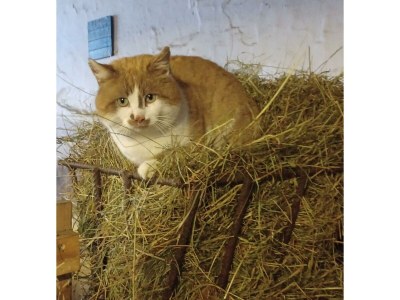 Apartment Appartement/Fewo, Dusche, WC, 2 Schlafräume - Outdoor photo 34