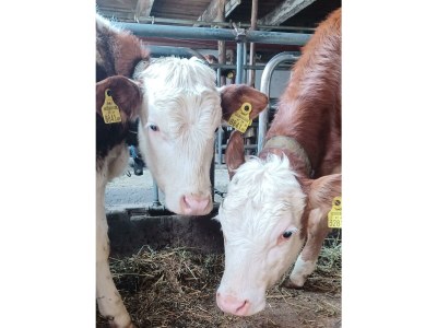 Apartment Appartement/Fewo, Dusche, WC, 2 Schlafräume - Outdoor photo 46