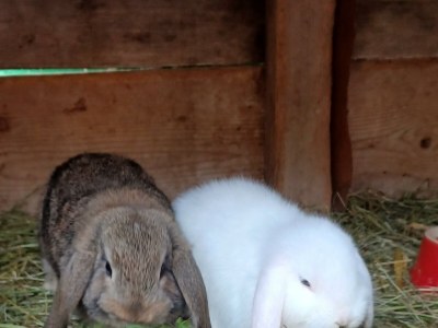 Apartment Appartement/Fewo, Dusche, WC, 2 Schlafräume - Outdoor photo 48