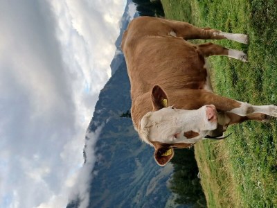 Apartment Appartement/Fewo, Dusche, WC, 2 Schlafräume - Outdoor photo 53