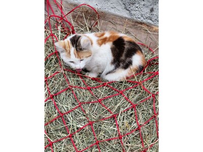 Apartment Appartement/Fewo, Dusche, WC, 2 Schlafräume - Outdoor photo 58