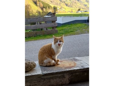 Apartment Appartement/Fewo, Dusche, WC, 2 Schlafräume - Outdoor photo 59