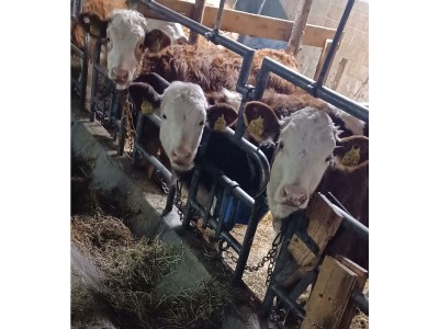 Apartment Appartement/Fewo, Dusche, WC, 2 Schlafräume - Outdoor photo 60