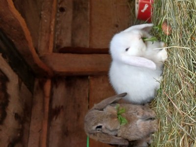 Apartment Appartement/Fewo, Dusche, WC, 2 Schlafräume - Outdoor photo 62