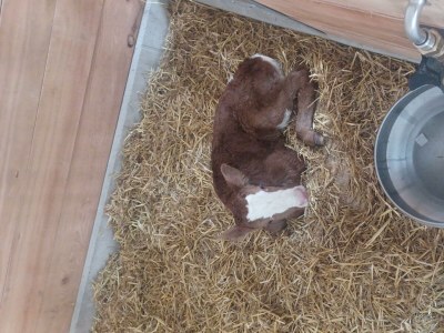 Apartment Gaisbach/ 2 Schlafräume/ Bad, WC - Outdoor photo 8