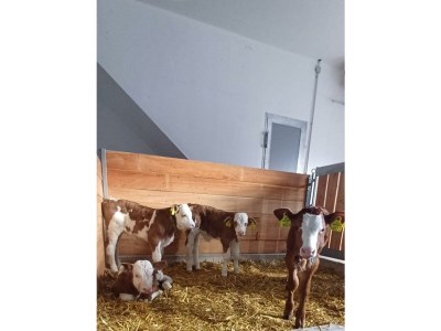 Apartment Gaisbach/ 2 Schlafräume/ Bad, WC - Outdoor photo 11