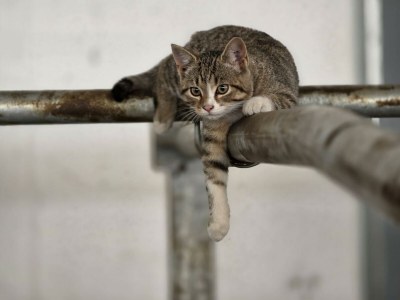 Apartment Gaisbach/ 2 Schlafräume/ Bad, WC - Outdoor photo 29