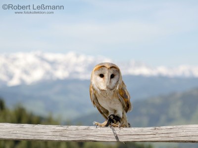 Apartment Ferienhaus Bergzauber - Outdoor photo 50