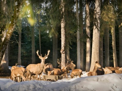 Holiday apartment Gästehaus Alpenglüh´n - Environment photo 36