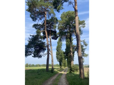 Holiday apartment Little Green Basedow - Environment photo 15